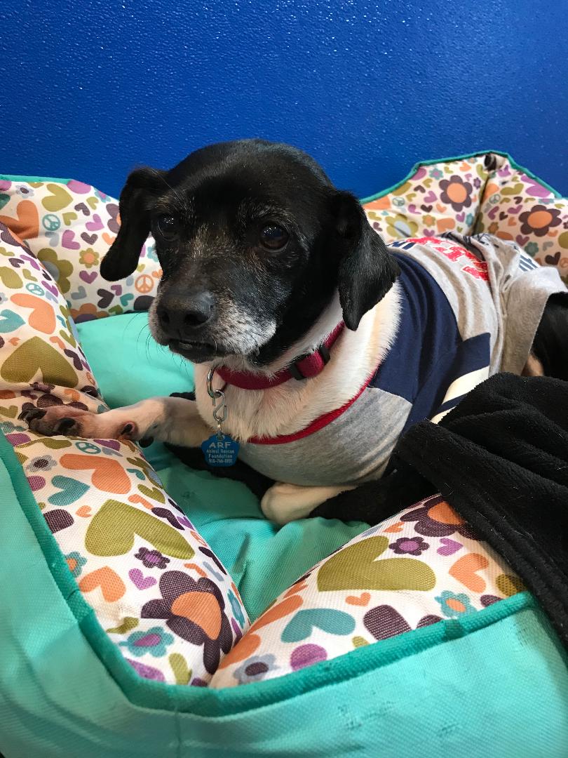 Animal Rescue Foundation of Bartlesville ARF Dogs